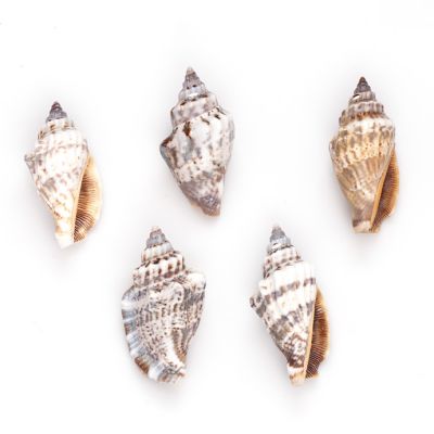 Concha de Caracol 20-25mm – Mini Whelk Shell Natural. Venta por Unidad